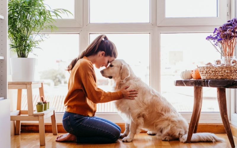 Construyendo una vida feliz con tu perro: Consejos para un hogar feliz y equilibrado